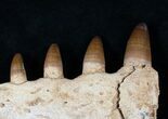 Well Preserved Dyrosaur Jaw Section, Morocco #16071-2